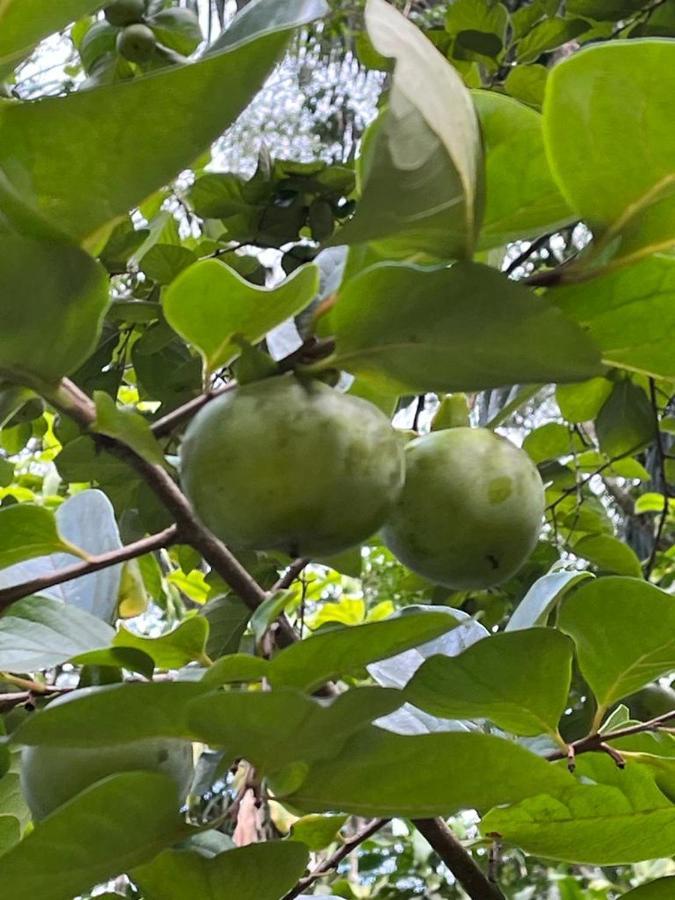 Sitio Serenar Chales Equipados Penedo  Εξωτερικό φωτογραφία